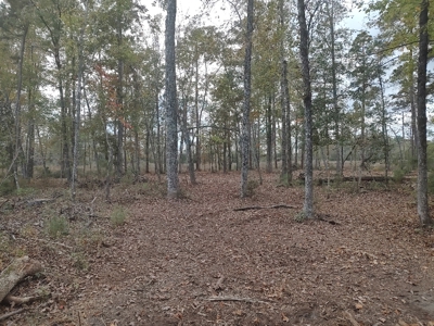 Prime Timberland Opportunity in Coastal NC - image 38