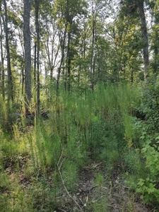Prime Timberland Opportunity in Coastal NC - image 20