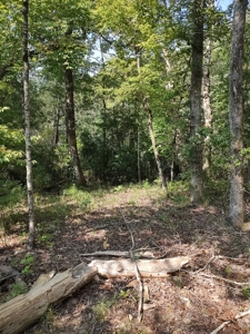 Prime Timberland Opportunity in Coastal NC - image 21