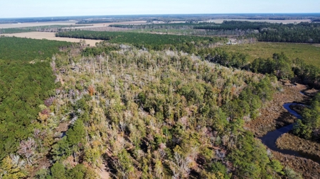 Prime Timberland Opportunity in Coastal NC - image 10