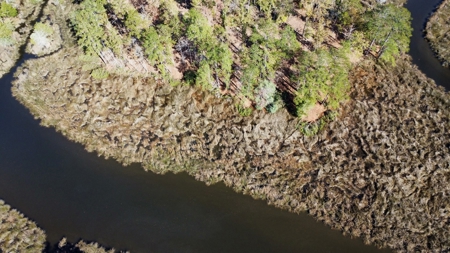 Prime Timberland Opportunity in Coastal NC - image 2