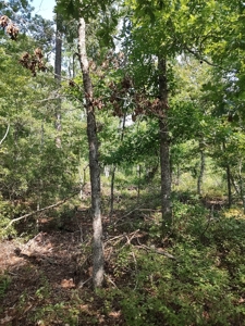 Prime Timberland Opportunity in Coastal NC - image 26