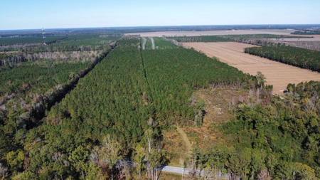 Prime Timberland Opportunity in Coastal NC - image 5