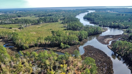 Prime Timberland Opportunity in Coastal NC - image 1
