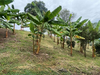 26 Bedroom Finca Hotel for Sale in La Tebaida, Quindio - image 7
