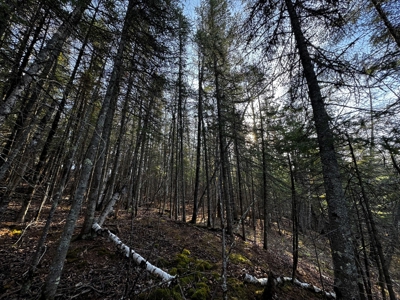 Douglas County WI Single Parcel Real Estate Online Auction - image 45