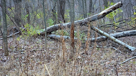 52+/- Acre Property Located on Lucky Lane in Crawford County - image 39