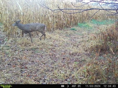 52+/- Acre Property Located on Lucky Lane in Crawford County - image 43