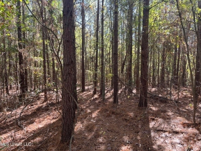 Carver Point Timber Tract in Grenada Co at Grenada Lake - image 31