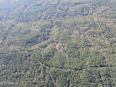 Carver Point Timber Tract in Grenada Co at Grenada Lake - image 16