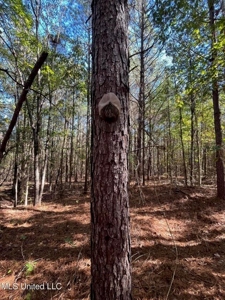 Carver Point Timber Tract in Grenada Co at Grenada Lake - image 29