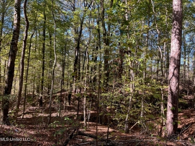 Carver Point Timber Tract in Grenada Co at Grenada Lake - image 41