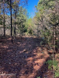 Carver Point Timber Tract in Grenada Co at Grenada Lake - image 32