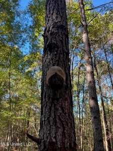 Carver Point Timber Tract in Grenada Co at Grenada Lake - image 20