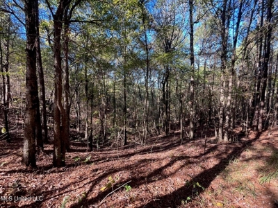 Carver Point Timber Tract in Grenada Co at Grenada Lake - image 21