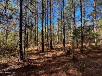 Carver Point Timber Tract in Grenada Co at Grenada Lake - image 28