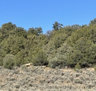 Northern New Mexico Land for Sale near Chama NM, Talavera - image 1