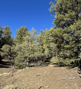 Northern New Mexico Land for Sale near Chama NM, Talavera - image 7
