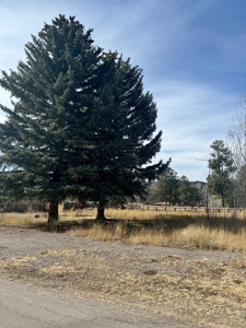 Chama NM Residential Land for Sale in the Village of Chama - image 8
