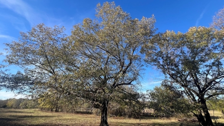 393 Acres of Hunting and Ranching Paradise | SE Oklahoma - image 42