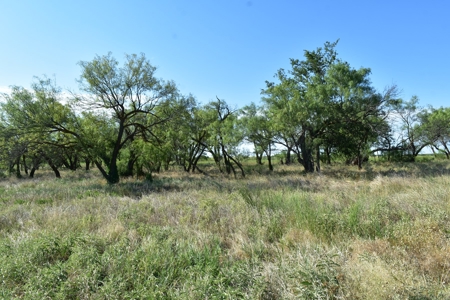 Cattle and Hunting Land for Sale, Young County, Texas - image 15