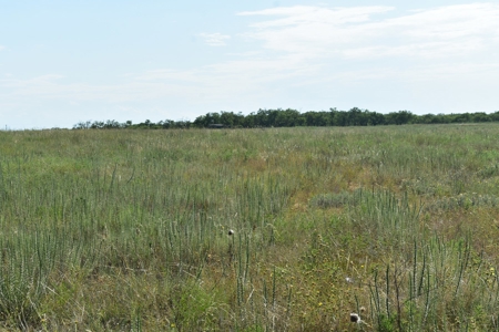 Cattle and Hunting Land for Sale, Young County, Texas - image 3