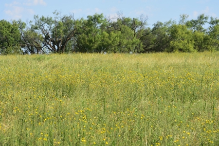 Cattle and Hunting Land for Sale, Young County, Texas - image 6