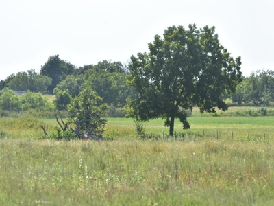 Cattle and Hunting Land for Sale, Young County, Texas - image 4