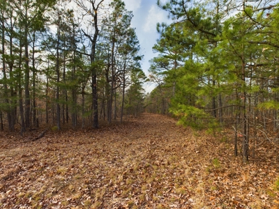 Private 40 Ac Newton County Land For Sale Hunting&Recreation - image 15