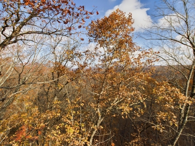 Private 40 Ac Newton County Land For Sale Hunting&Recreation - image 1