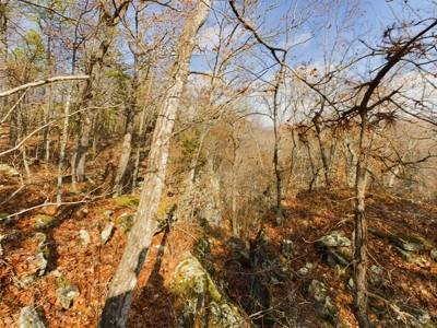 Private 40 Ac Newton County Land For Sale Hunting&Recreation - image 6