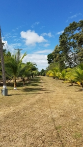 1.4 hectares lot with a country house in Rio Hato, Panamá - image 2