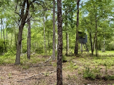 10 Acres in beautiful Gilchrist County - image 1