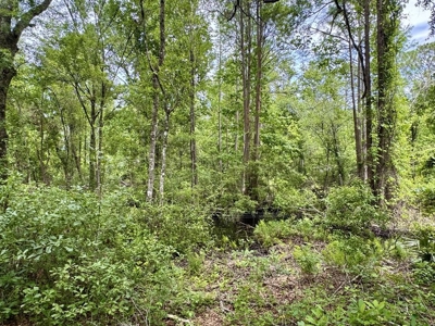 10 Acres in beautiful Gilchrist County - image 9