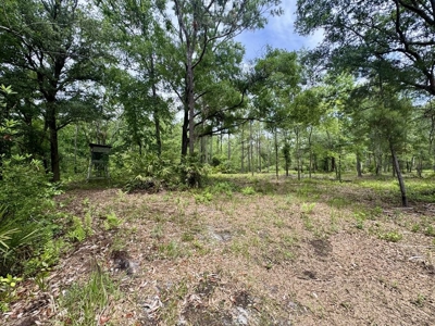 10 Acres in beautiful Gilchrist County - image 7