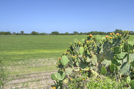 South Texas Ranch For Sale in Bee County Near Corpus Christi - image 46