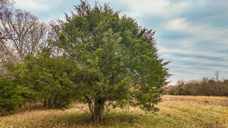 Land for sale St. Clair County MO - image 10