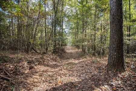 Turnkey Hunting Land in Franklin County, MS - image 15