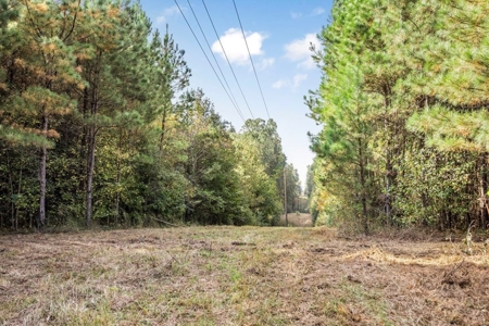 Turnkey Hunting Land in Franklin County, MS - image 9