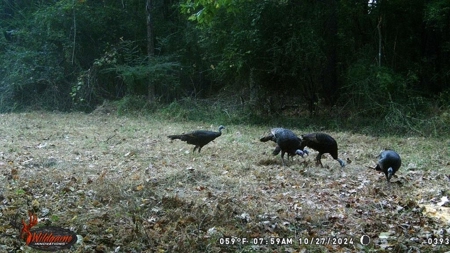 Turnkey Hunting Land in Franklin County, MS - image 35