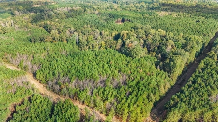 Turnkey Hunting Land in Franklin County, MS - image 29