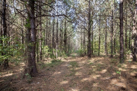 Turnkey Hunting Land in Franklin County, MS - image 20