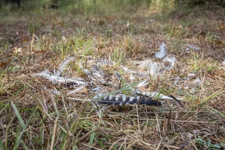 Turnkey Hunting Land in Franklin County, MS - image 10