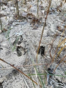 River Front Land for sale Fulton County, AR - image 21