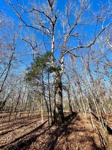 River Front Land for sale Fulton County, AR - image 32