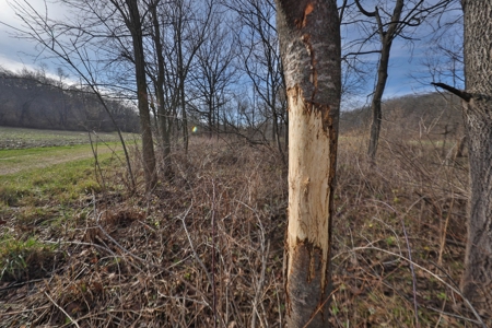 Premium Hunting Land with Cabin for sale in Southwest Wiscon - image 21