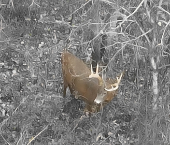 Extraordinary Hunting Land for sale in Richland County, WI - image 5
