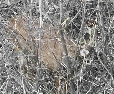 Extraordinary Hunting Land for sale in Richland County, WI - image 4