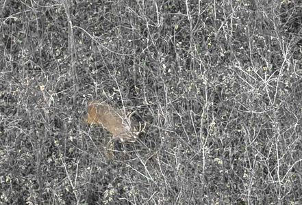 Extraordinary Hunting Land for sale in Richland County, WI - image 34