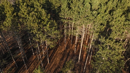Hunting Land for Sale in Adams County, Wisconsin - image 30